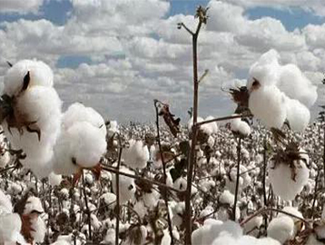 organic cotton manufacturers